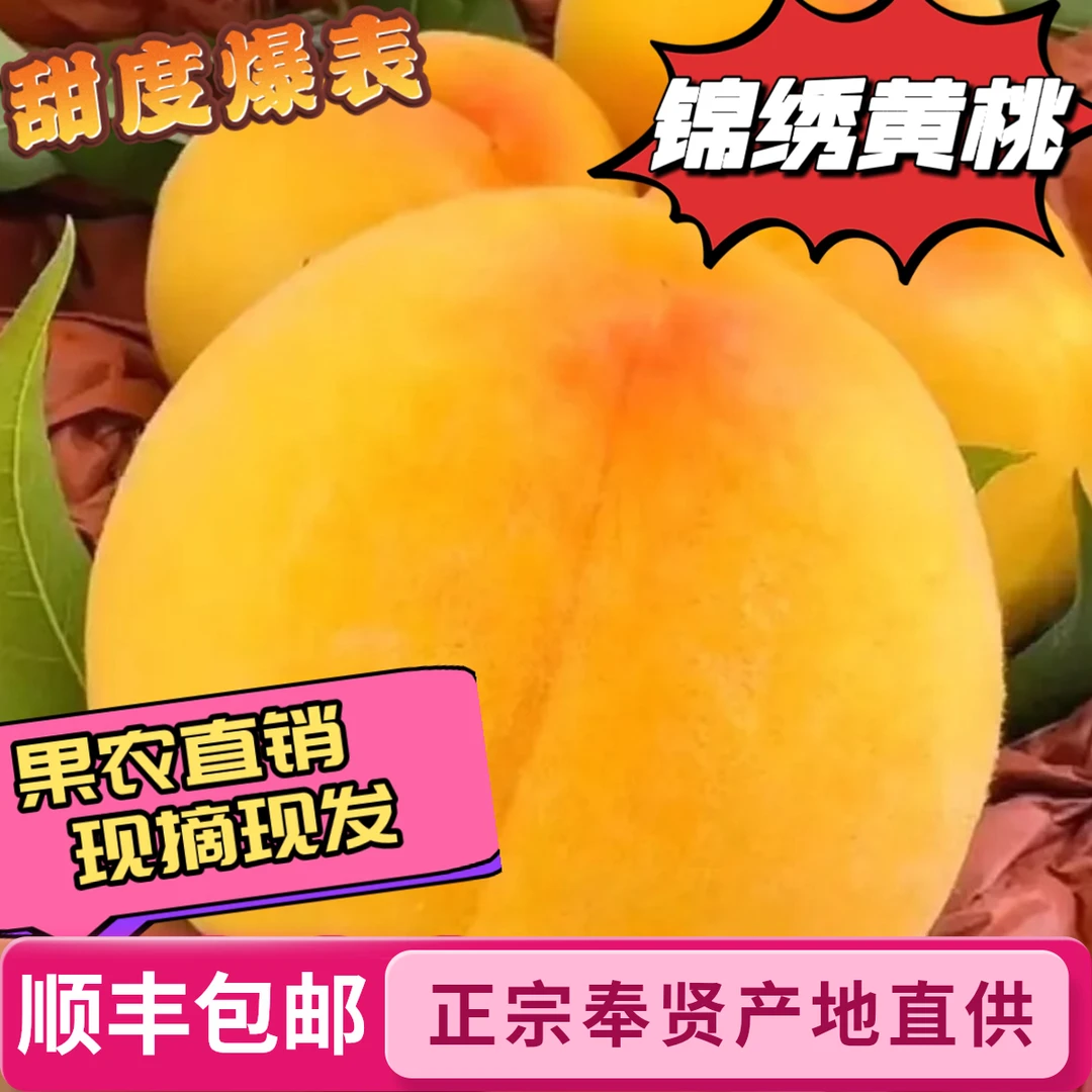 正宗奉贤锦绣黄桃个大多汁清脆/特大水果软糯纯甜现摘现发