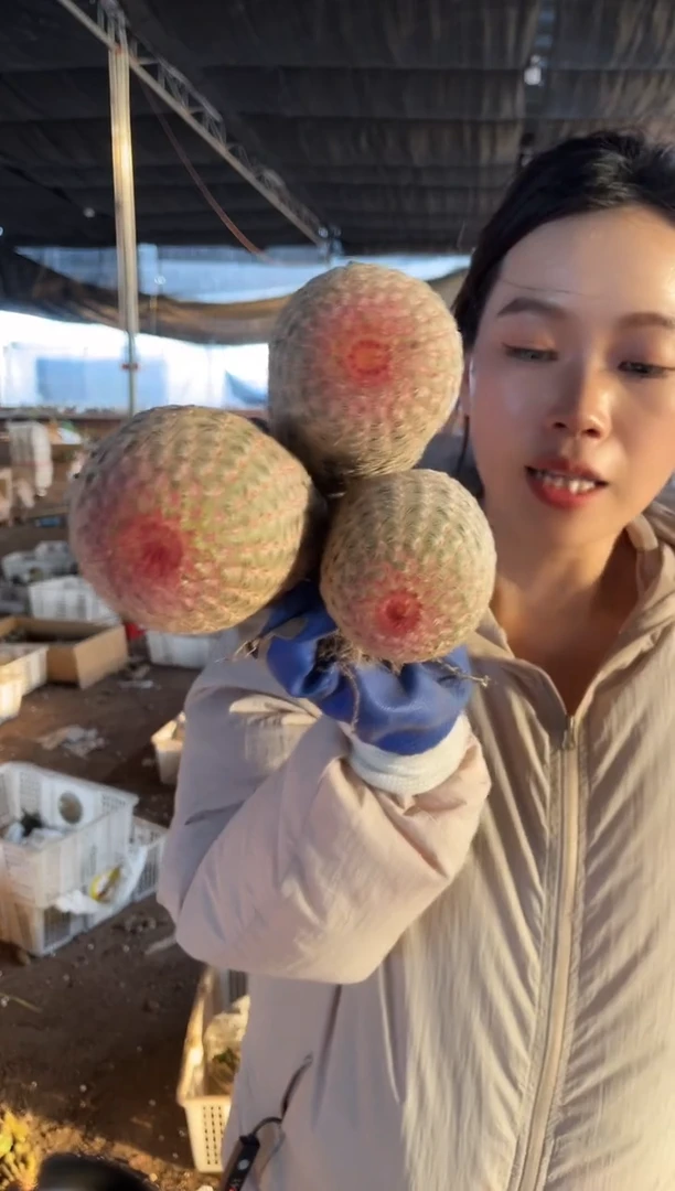 5头红太阳     21.99