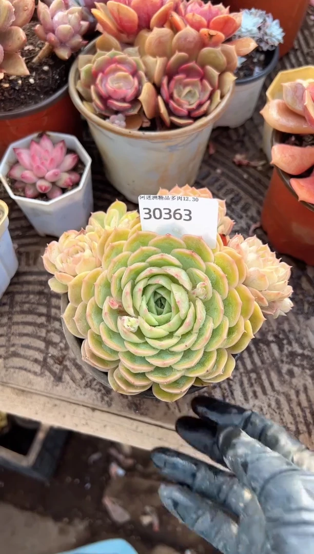 秋*君多肉植物一物一拍30363