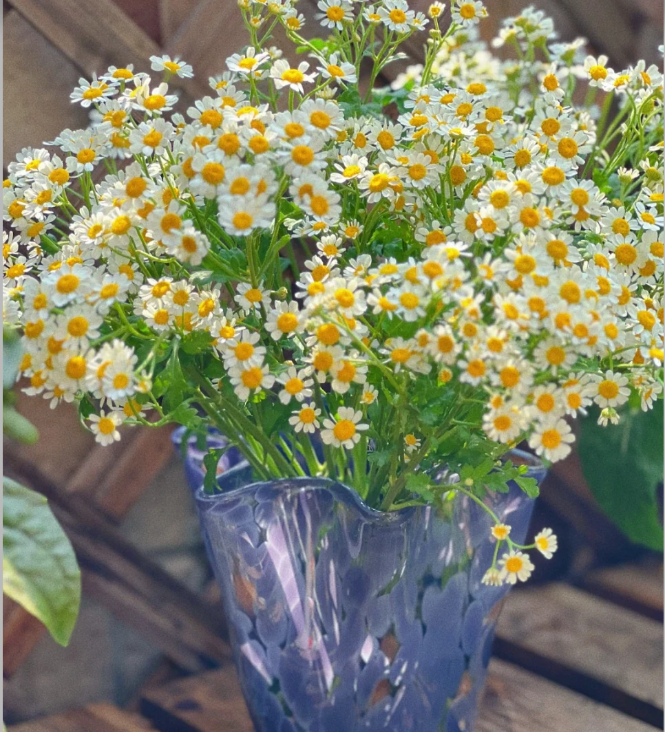 洋甘菊 花期超久的小清新花材 收到货一定要醒花