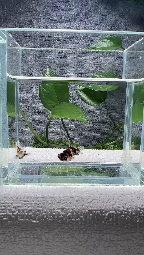 孔雀鱼阿浩孔雀鱼