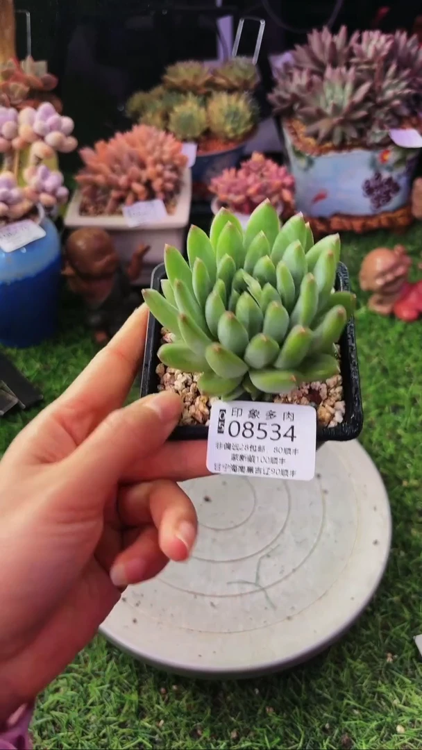 昆明印象多肉08534