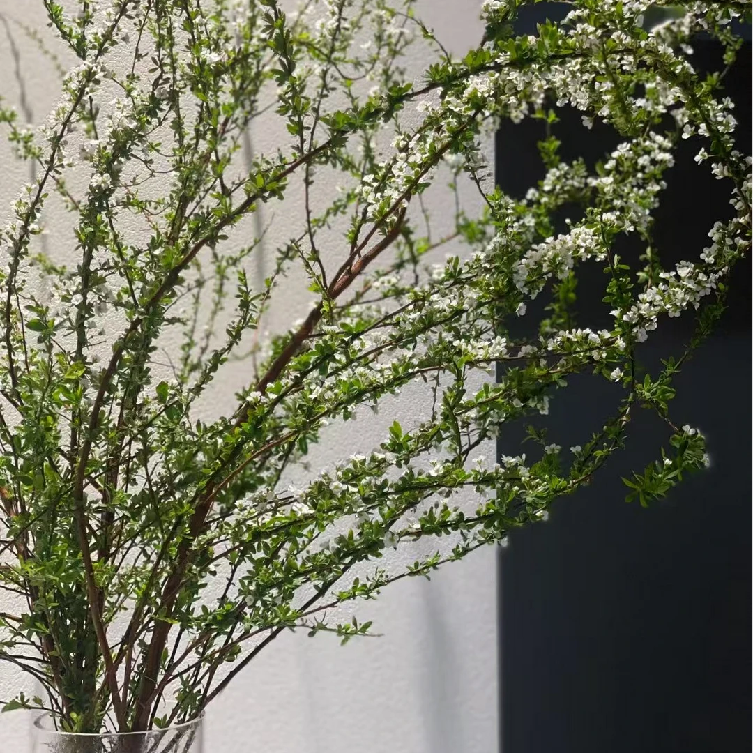 鲜枝雪柳  按把不按枝  全场任意两单以上包邮 10%损耗不售后