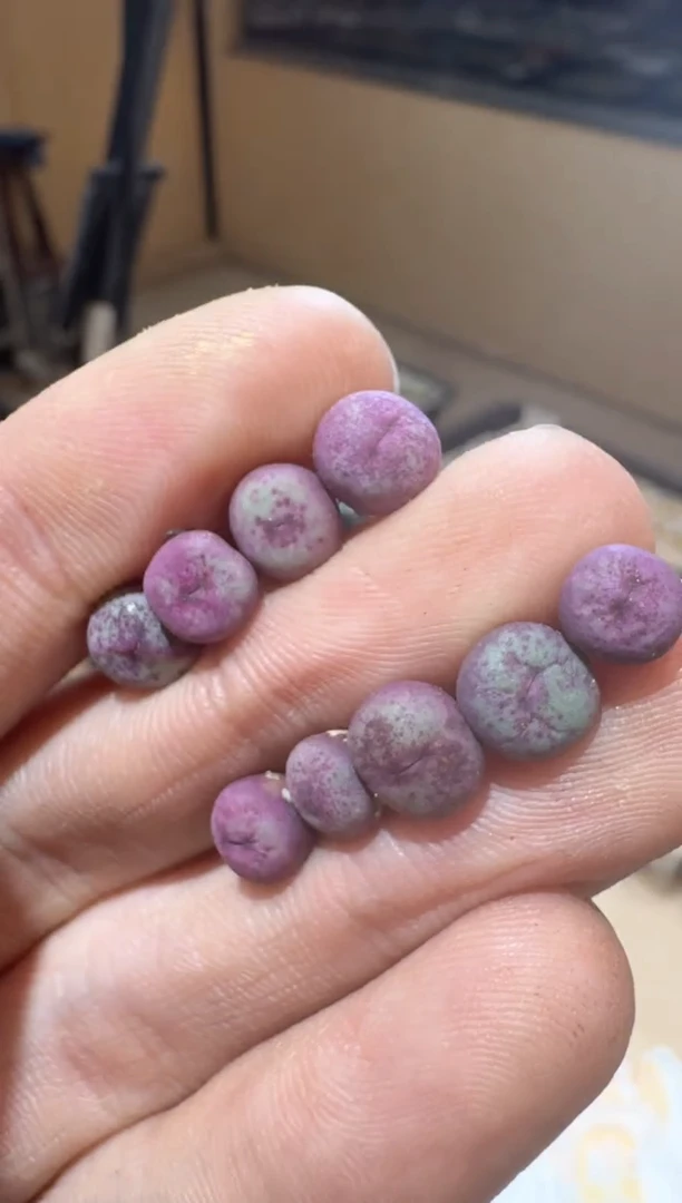 280多肉植物肉锥红嘴一颗