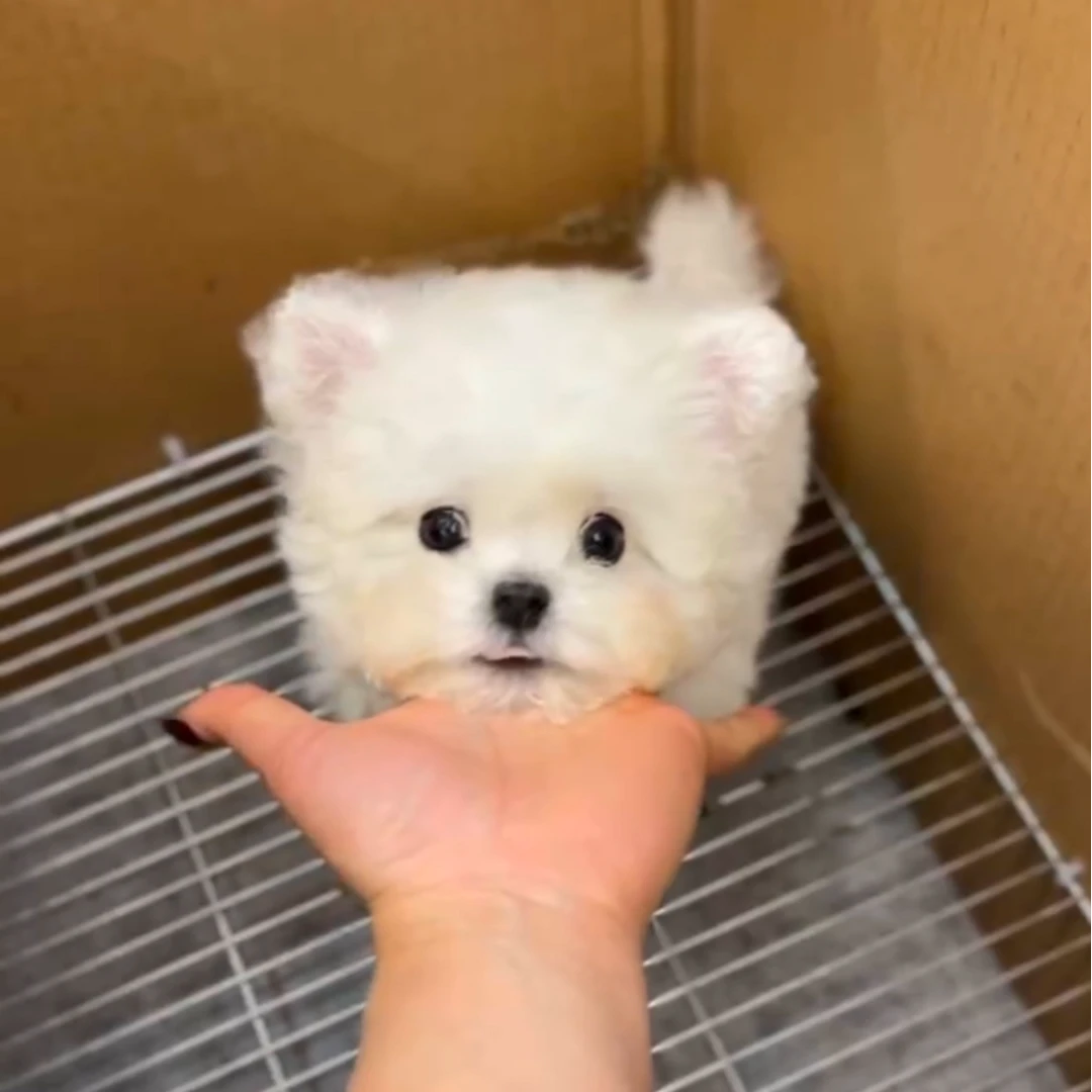 袁嬢嬢宠物严选茶杯韩版比熊弟弟（跳跳糖）962