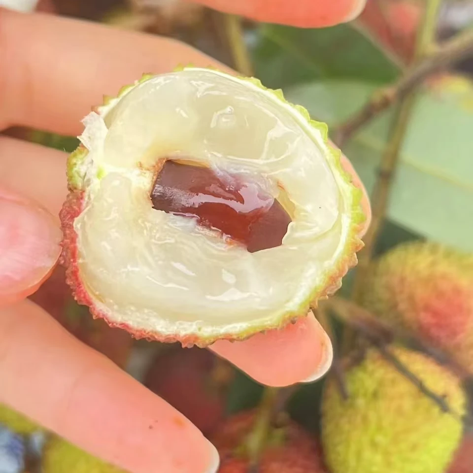 新鲜荔枝一盒二斤左右云南省