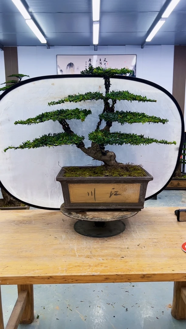 无花朵000000000000