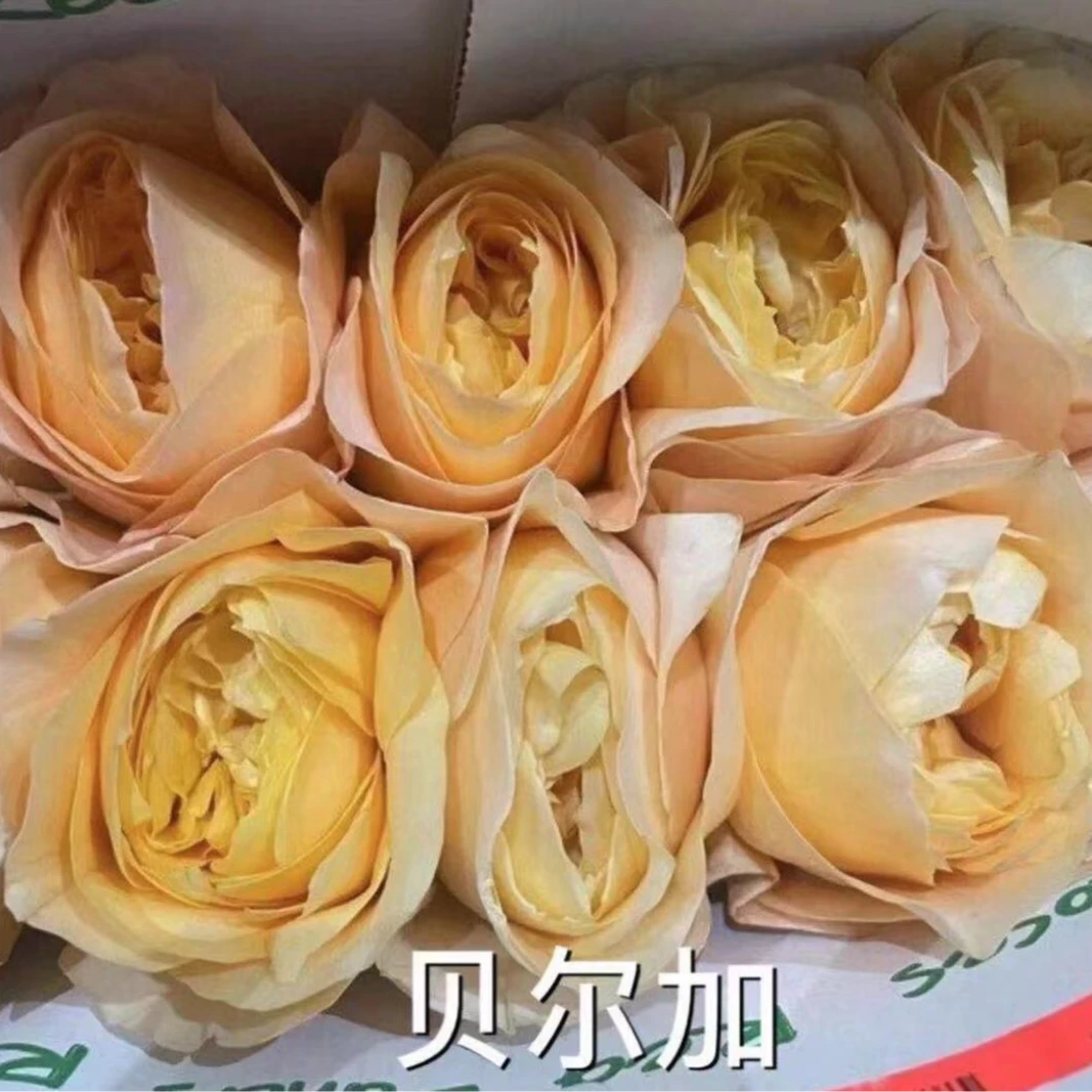 贝尔加中苗   四季灌木月季