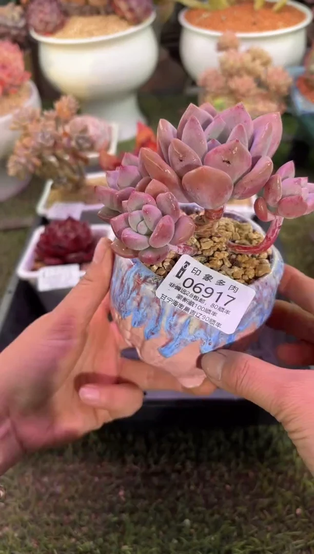 【闪购商品】06917