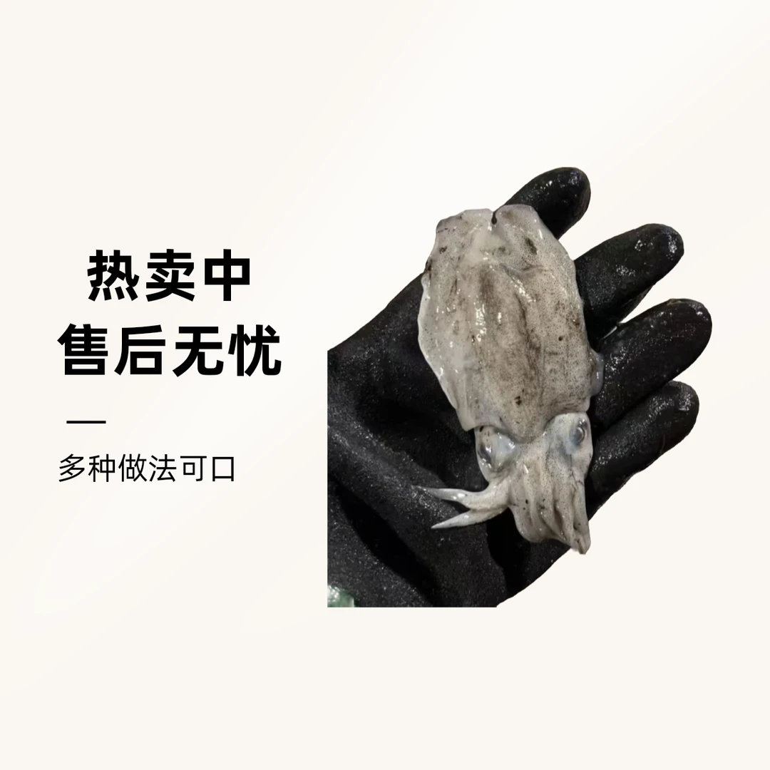 渤海湾新鲜墨鱼仔小墨鱼小乌贼当天新鲜水产5斤划算红烧白灼