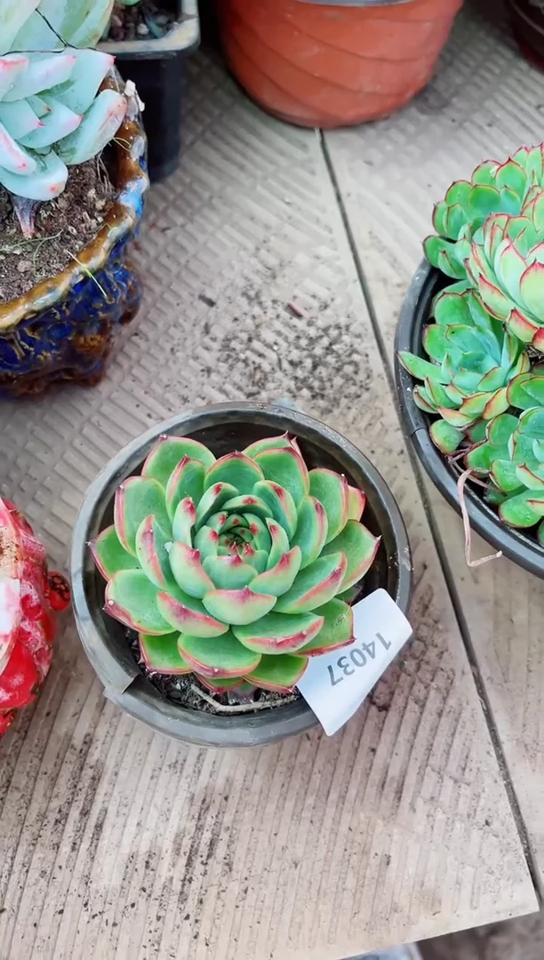 悠*然14037多肉植物一物一拍