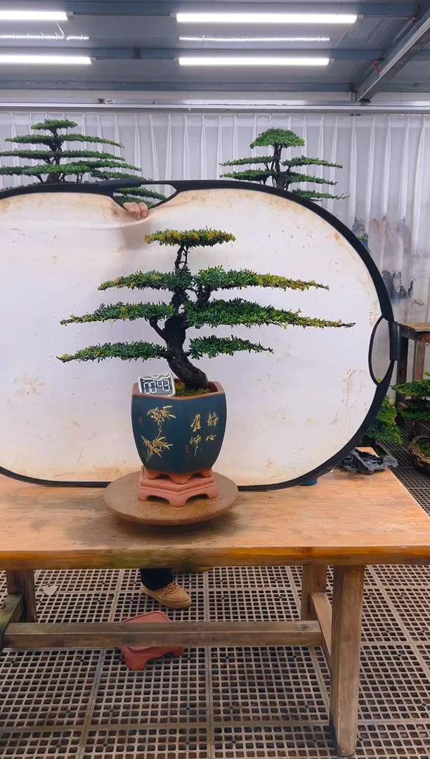 无花朵精品盆景直播间一物一拍