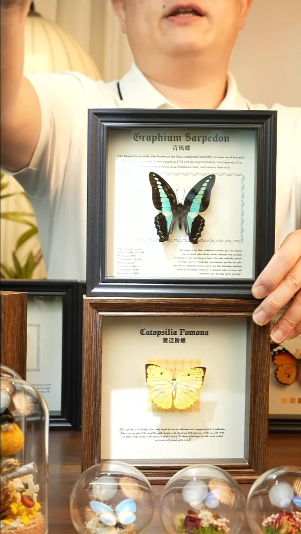 青凤蝶-（6寸方黑色新款框）A093