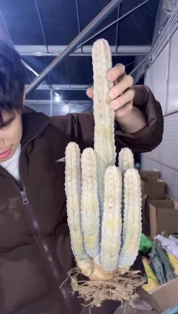 【闪购商品】5头起发 亚迪麒麟