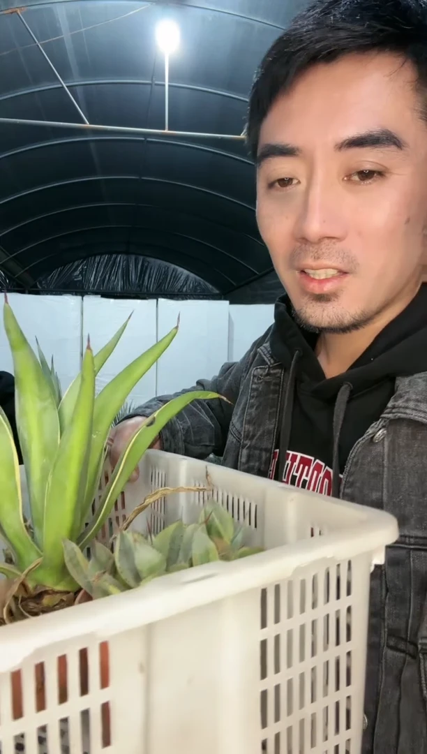 【闪购商品】筐拍 22号