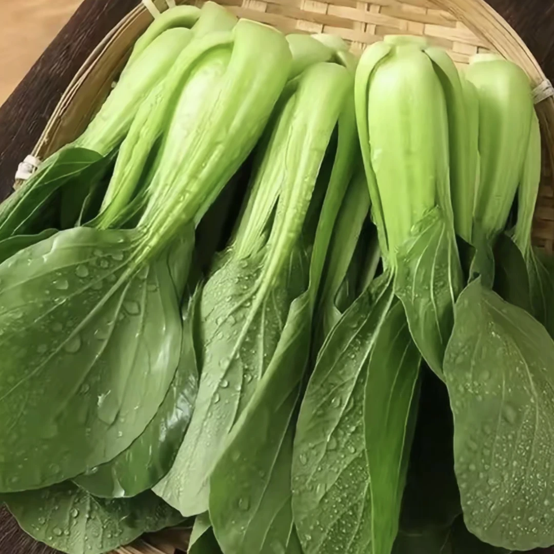 精品特价油菜两斤左右4.22日