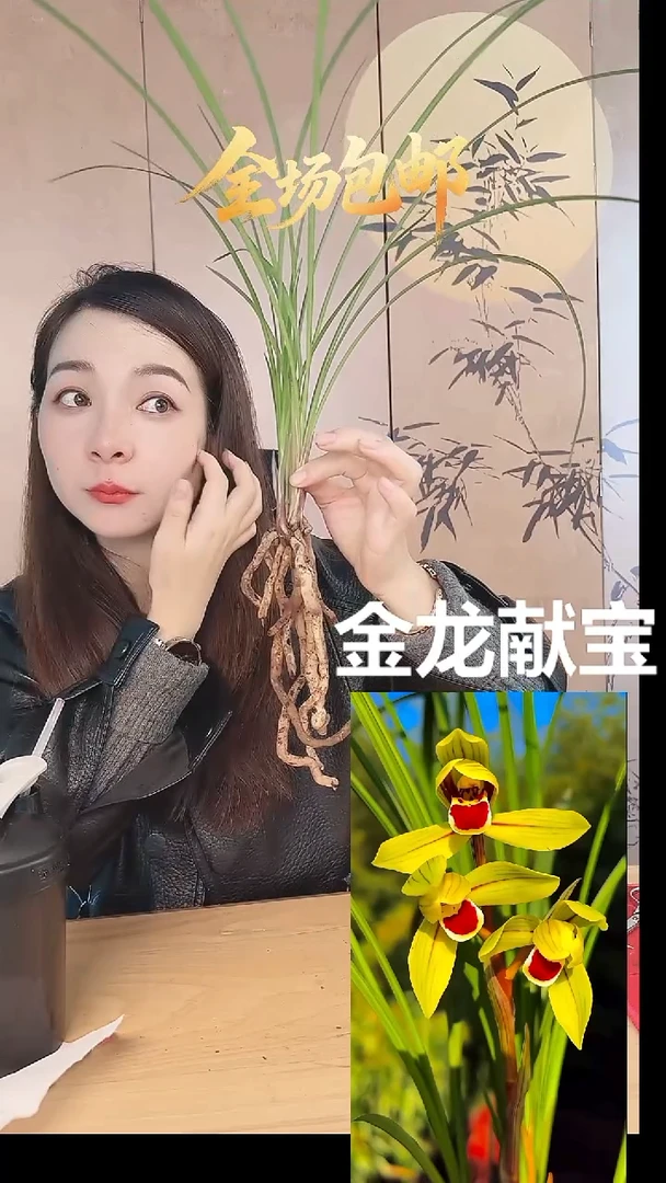 当前无花栽培后可以开花：金龙献宝