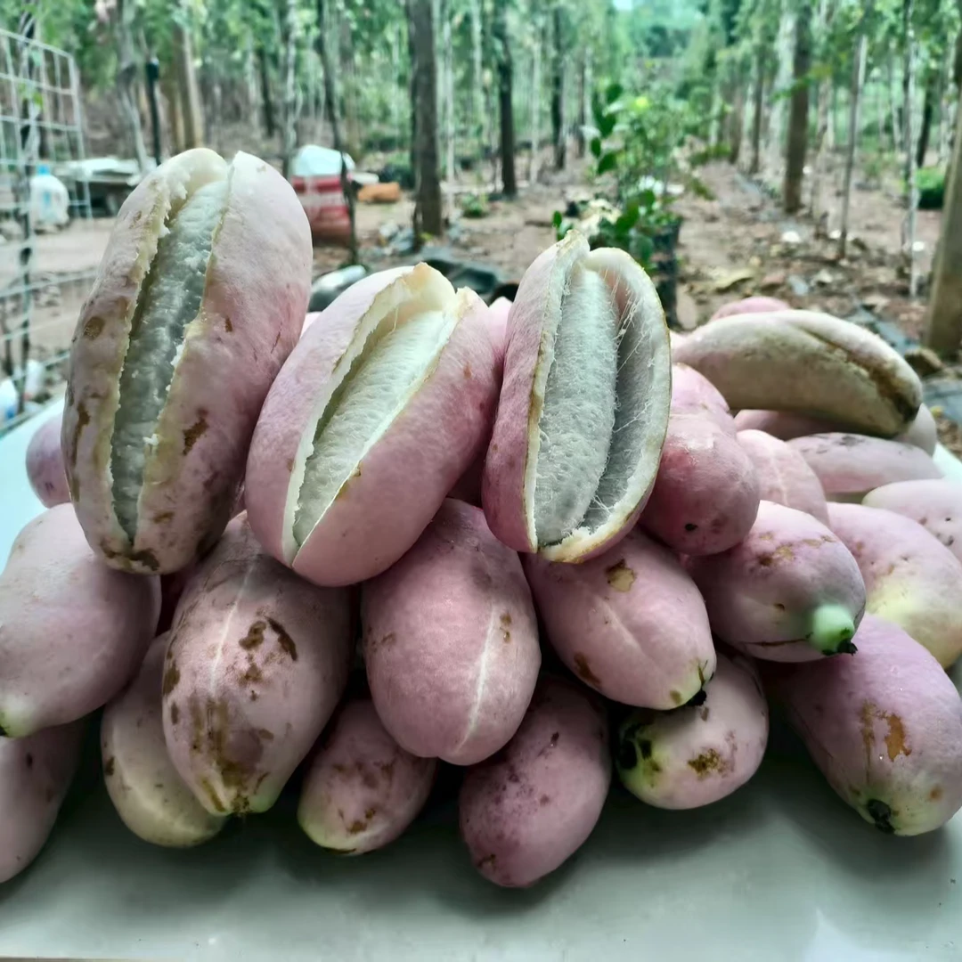 现摘现卖八月瓜新鲜水果八月炸当季现摘伏牛山脉稀有香甜整箱包邮