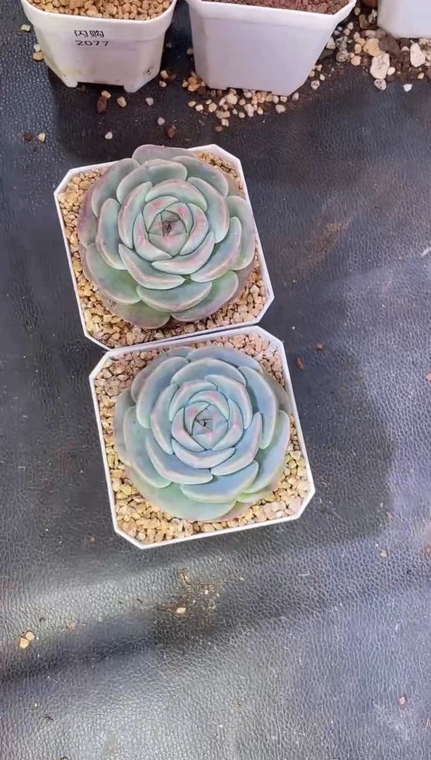 闪购2178 银蝶多肉一颗5厘米