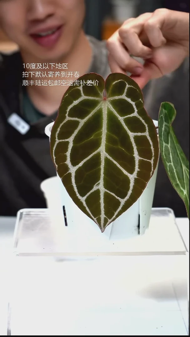 完全开放074-原种水晶