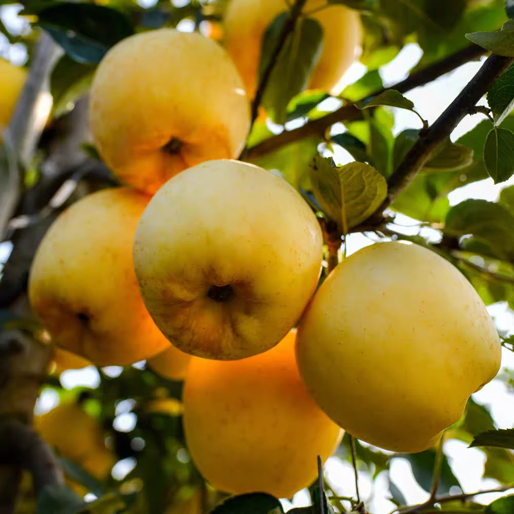 沂蒙山黄金维纳斯苹果 今年新苹果维纳斯