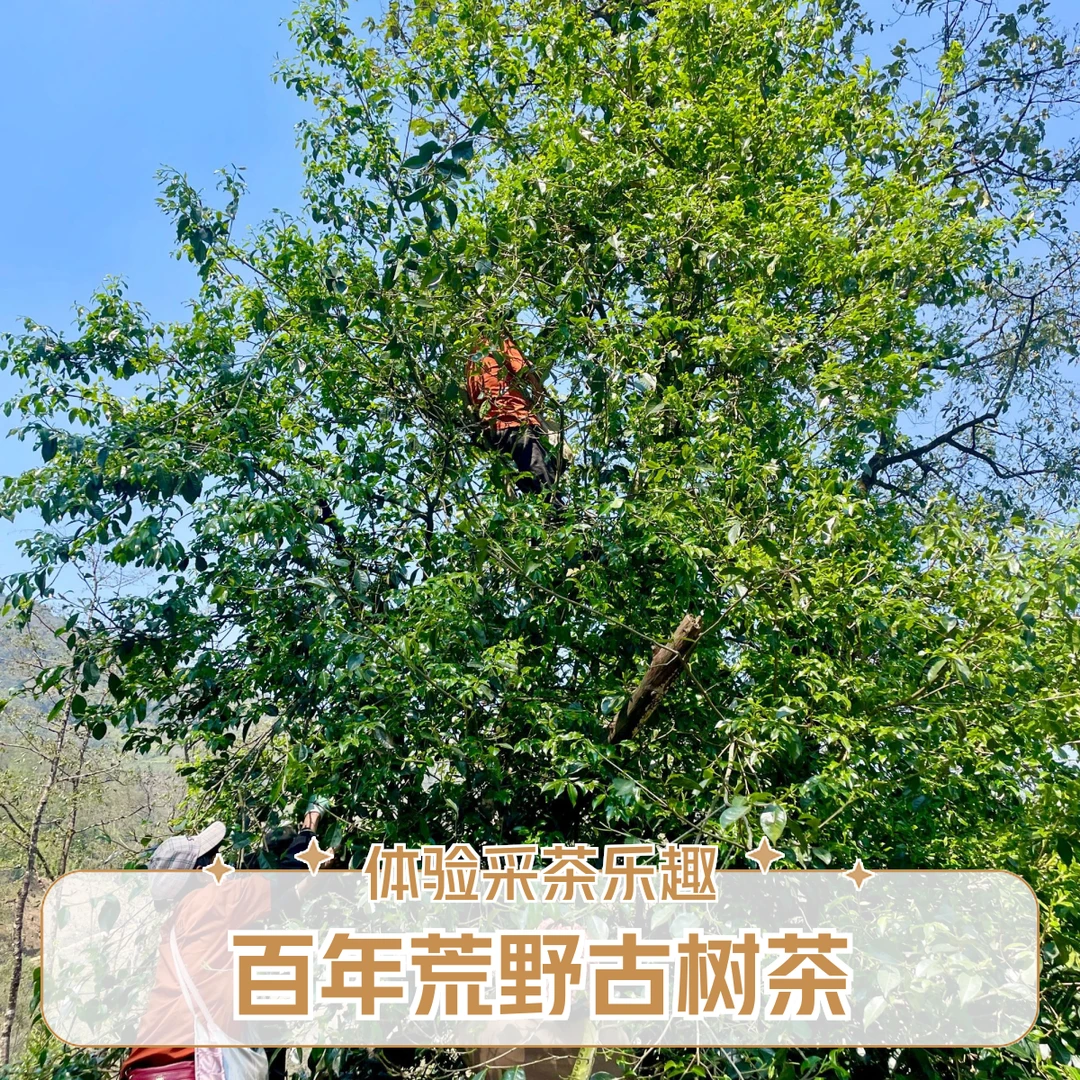 百年野生古树2025年头春（鸡嘴芽苞白茶100克）送试喝装20克