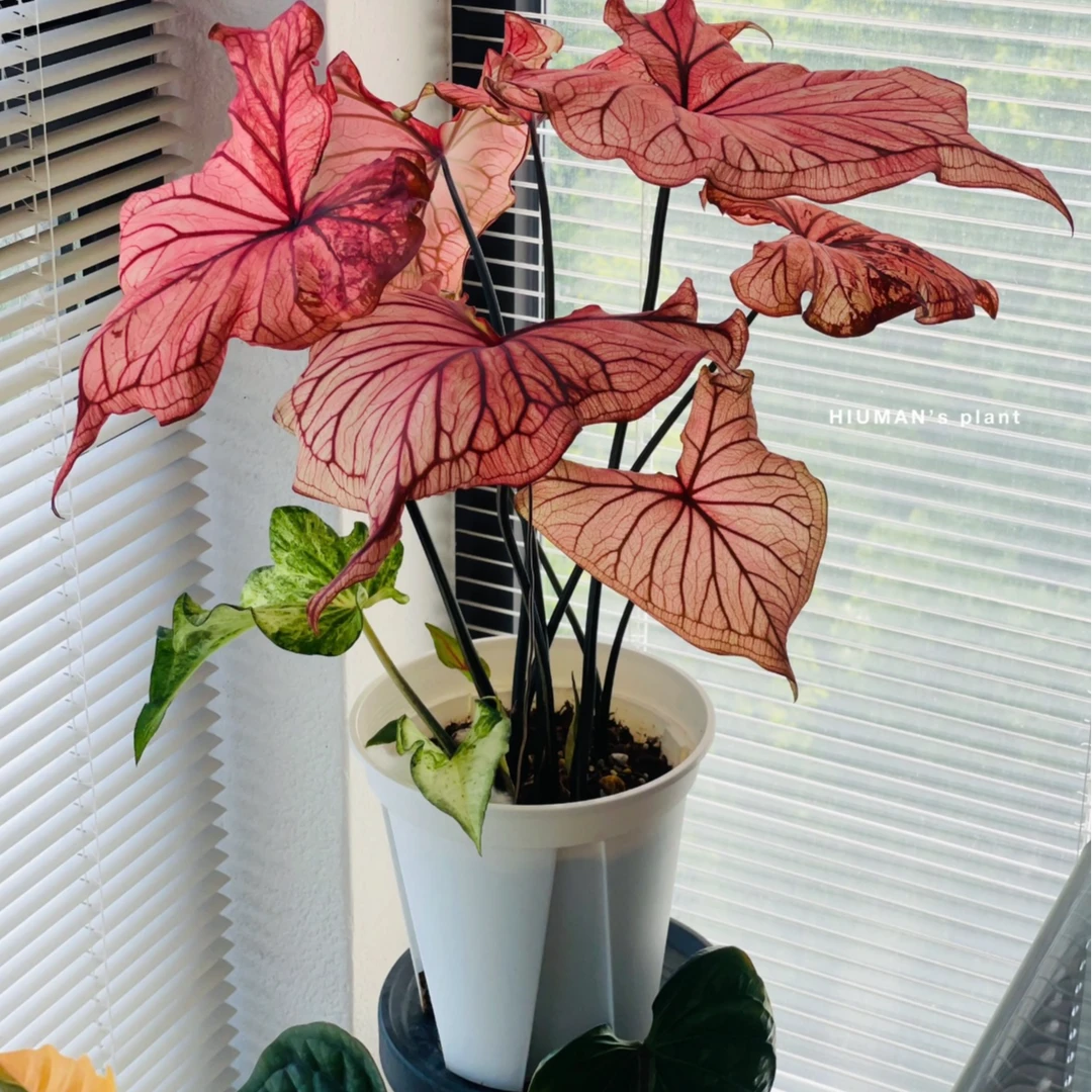 沙漠落日彩叶芋原盆原土室内好养ins风观叶植物