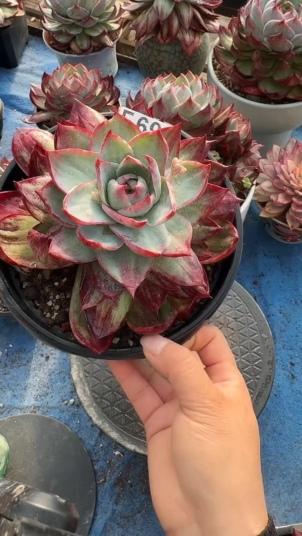 用****2F693惊鸿（裸根发货）