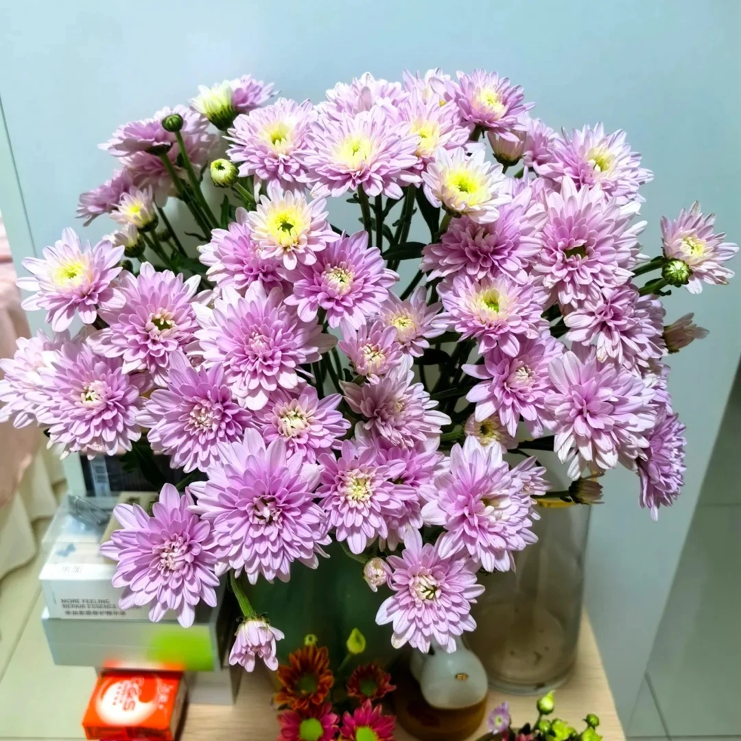 小雏菊 恒春粉 支持混搭选色  东北基地直发