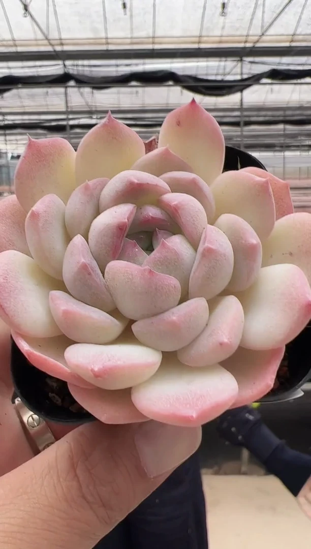 【闪购商品】新款多肉-15