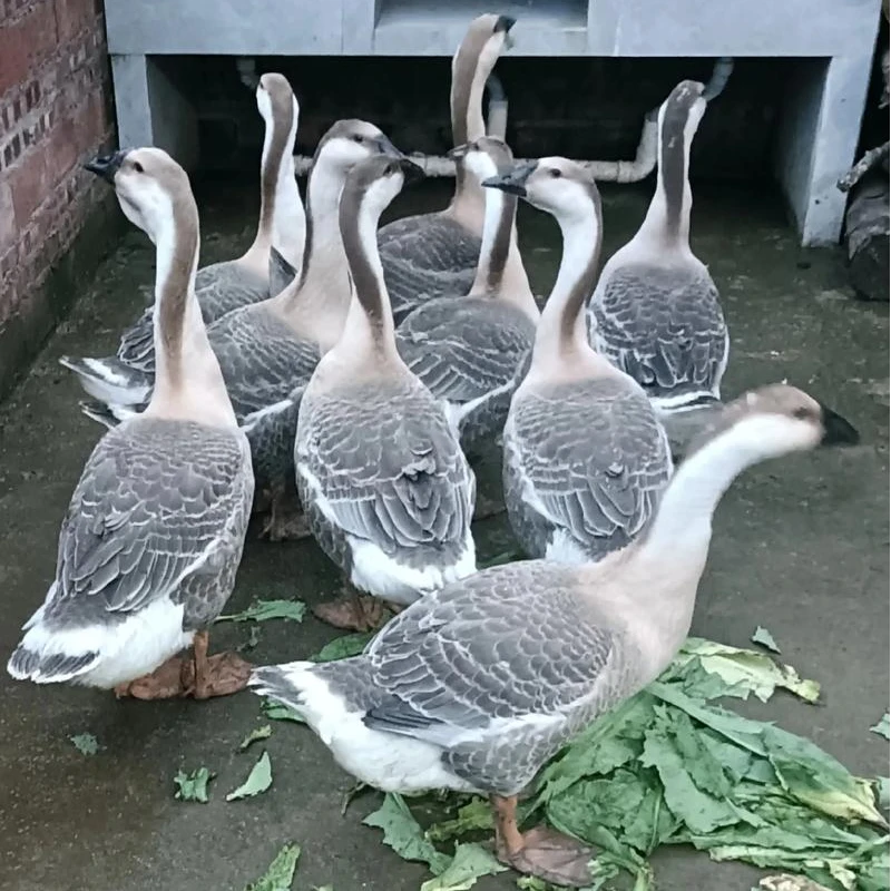 【兴国灰鹅】兴国乡村兴国灰鹅吃草包杀顺丰发货