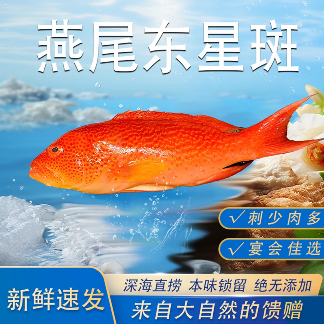 【朱有鱼】南海野生海鱼燕尾星石斑鱼侧牙鲈清蒸海鲜鱼汤顺丰包邮