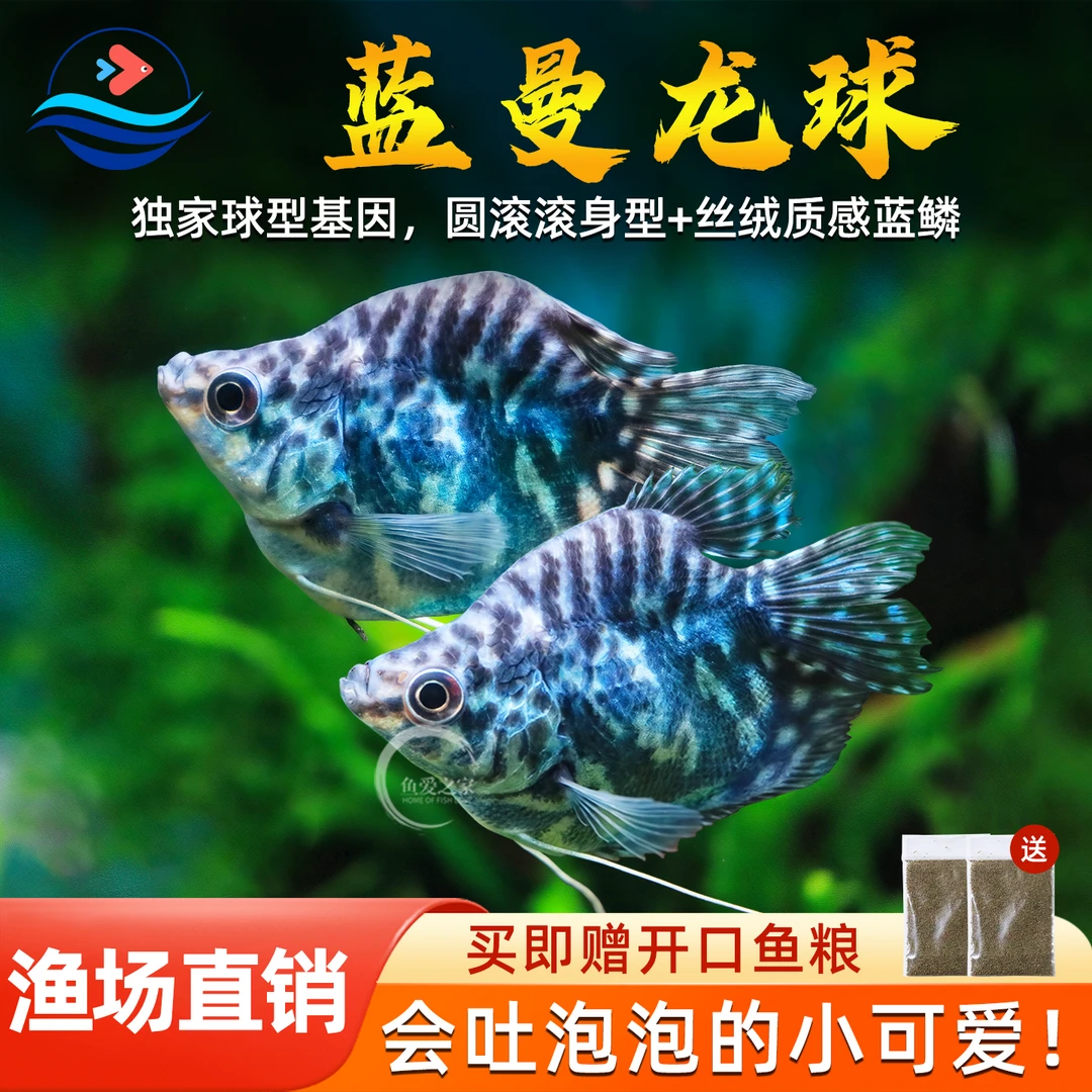 蓝曼龙球鱼黄曼龙五彩血丽丽鱼黄金珍珠马甲球草缸小型热带观赏鱼