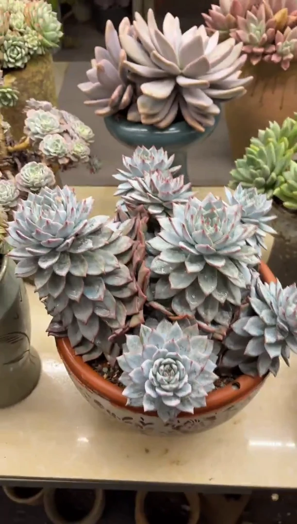 似**华黑大帅多肉68粉蓝鸟