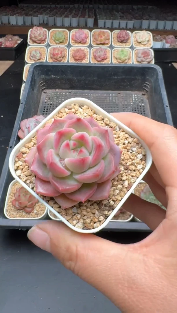 【闪购商品】883A物拍多肉带盆土6.5杯拍3颗包柚