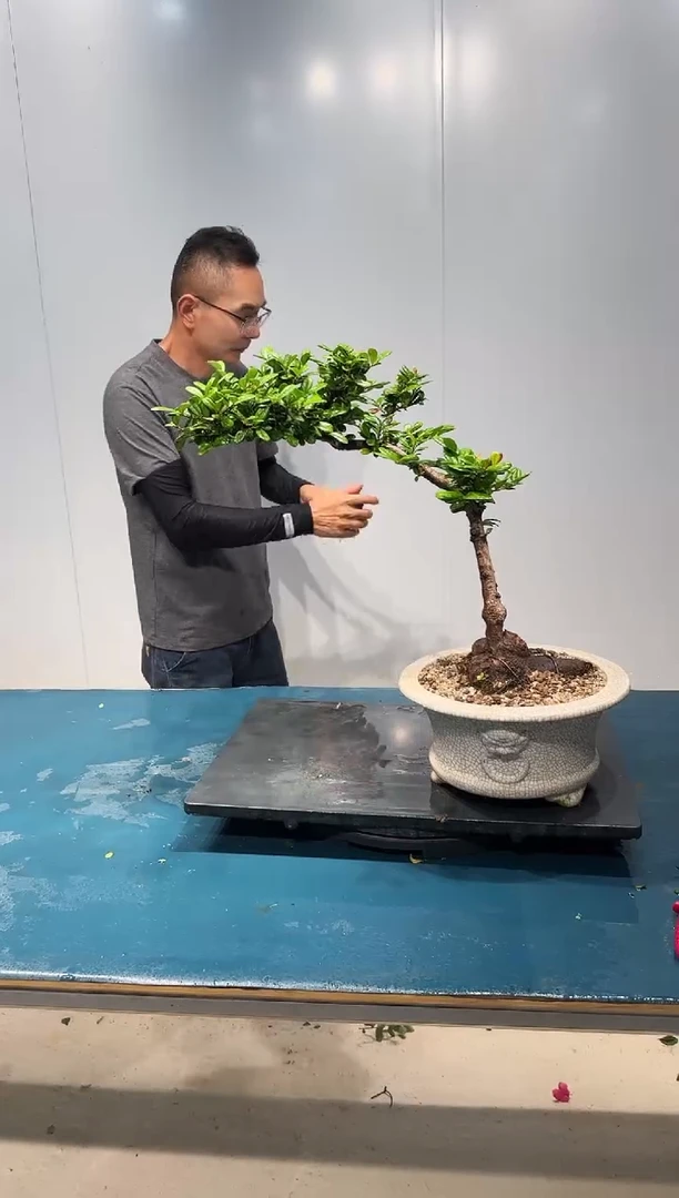 无花朵海岛翠米茶