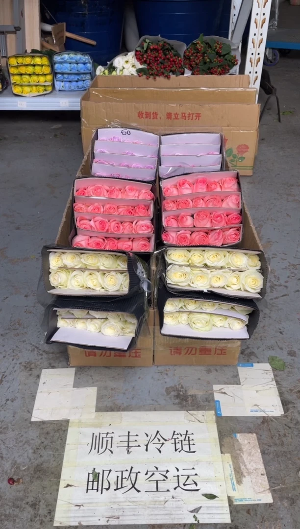 骄傲20枝+戴安娜20枝+海洋之歌20枝