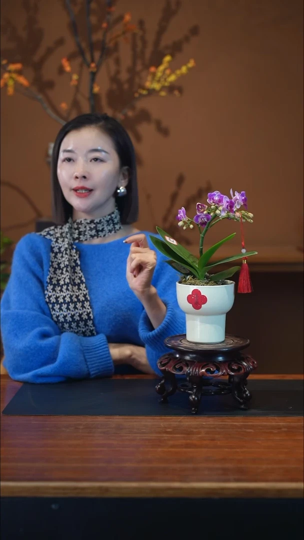 全部花朵小美人蝴蝶兰盆景盆景