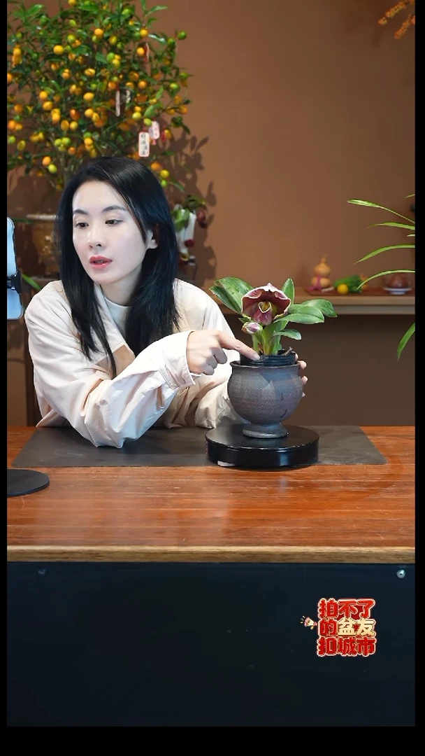 全部花朵红肉饼盆景盆景盆景