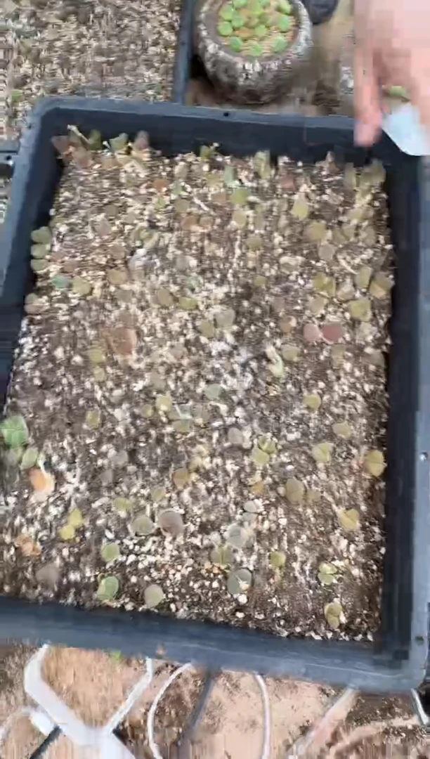 9-466多肉植物肉锥