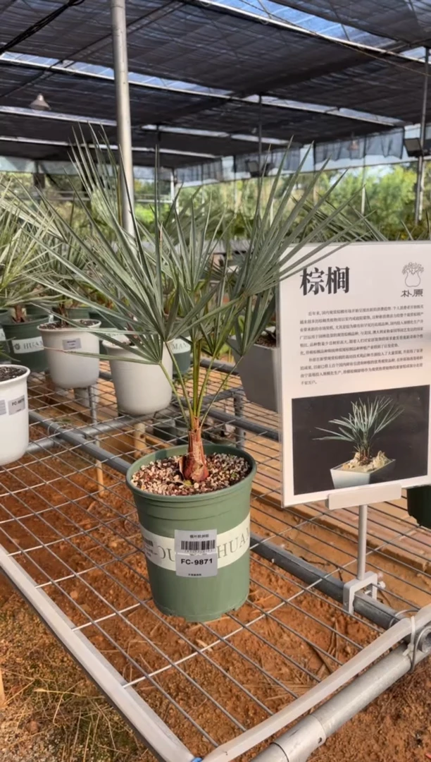 银叶欧洲棕FC-9871