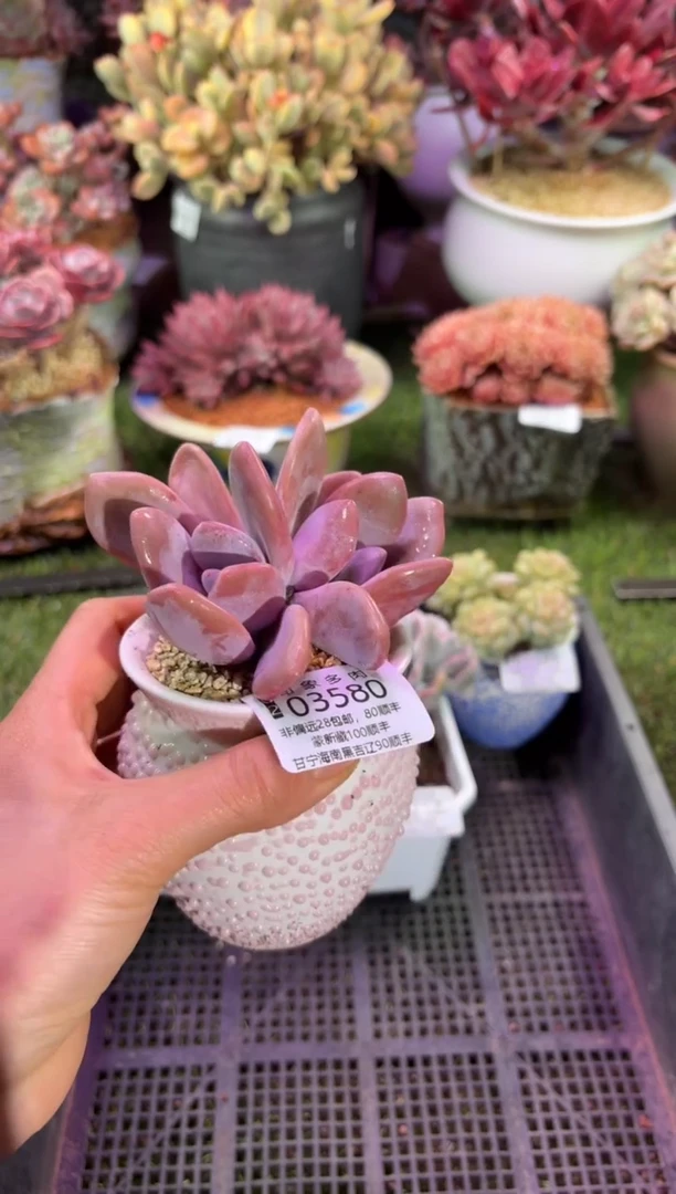 【闪购商品】03580脱土带盆