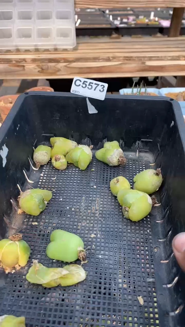 5573直播一物一拍