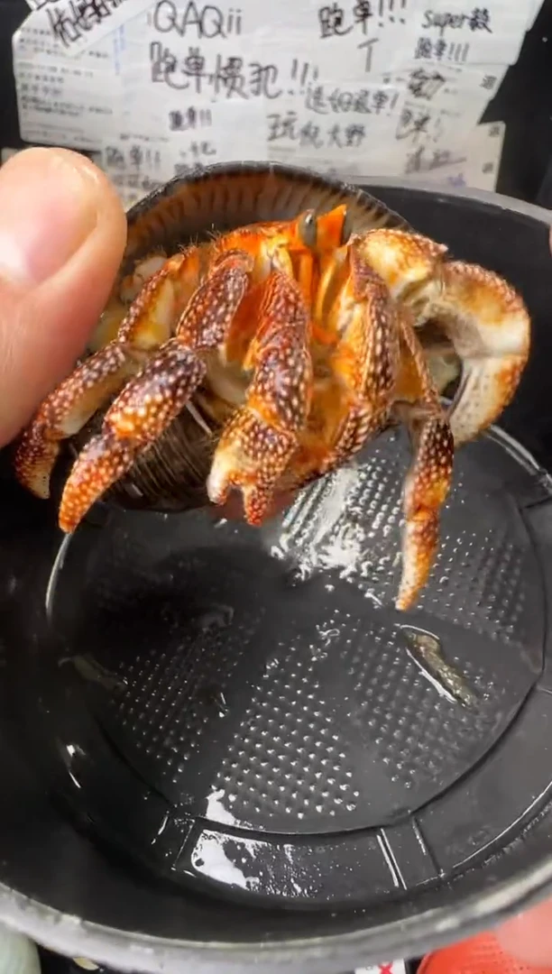 斜口3黑莓一只，不包全品