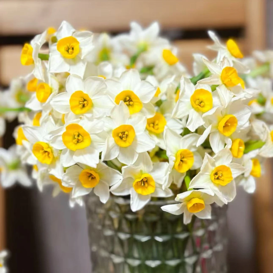 【年宵纳福/不拍保温棉冻坏不售后】水仙花 鲜花 2单以上包邮