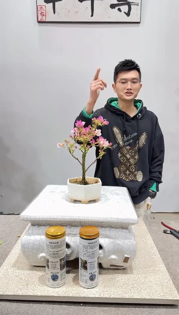 完全开放漳红缨三角梅