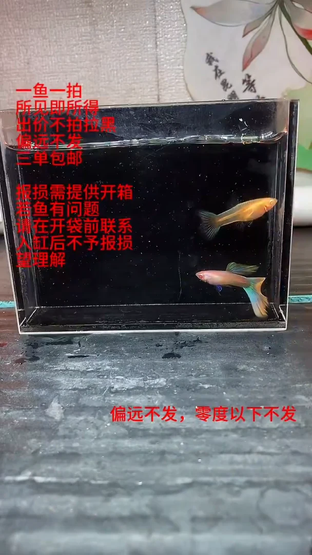 孔雀鱼孔雀鱼 06