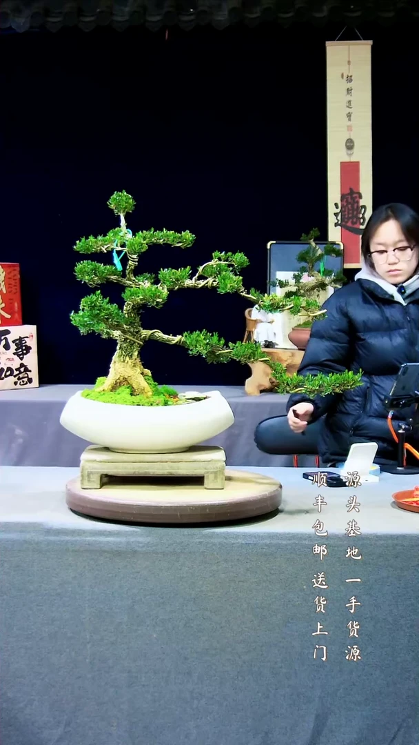 【闪购商品】雀舌黄杨盆景雀舌黄杨盆景