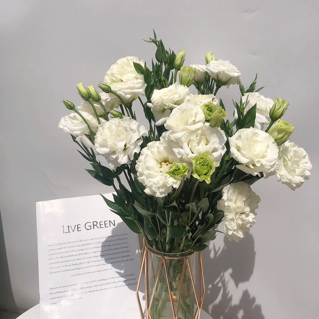 白色桔梗400克 两单包邮