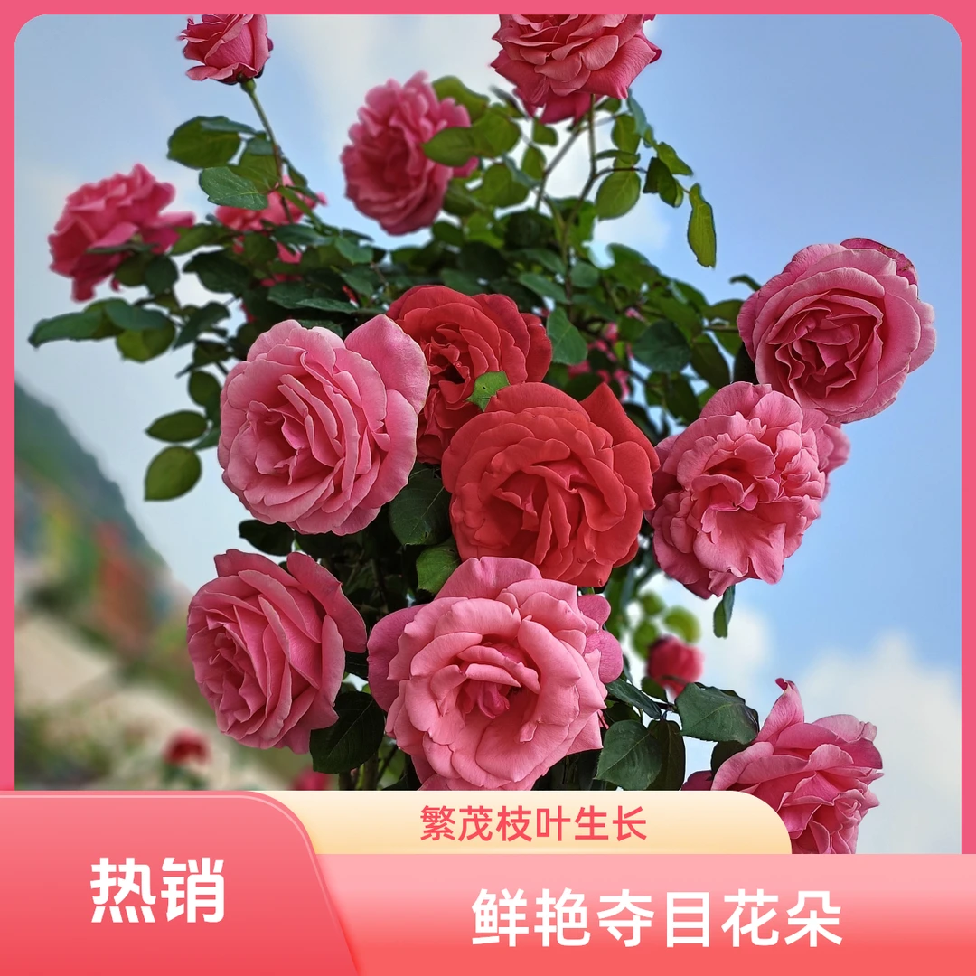 月季玫瑰花国月特大浓香型山木香棒棒糖月季四季开花庭院阳台树